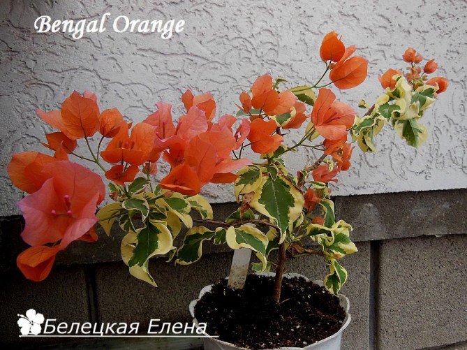 Bengal Orange6